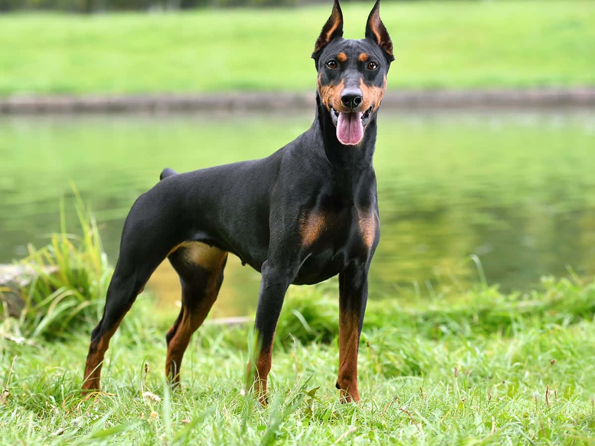 Alert Doberman Pinscher Standing Grass Wallpaper