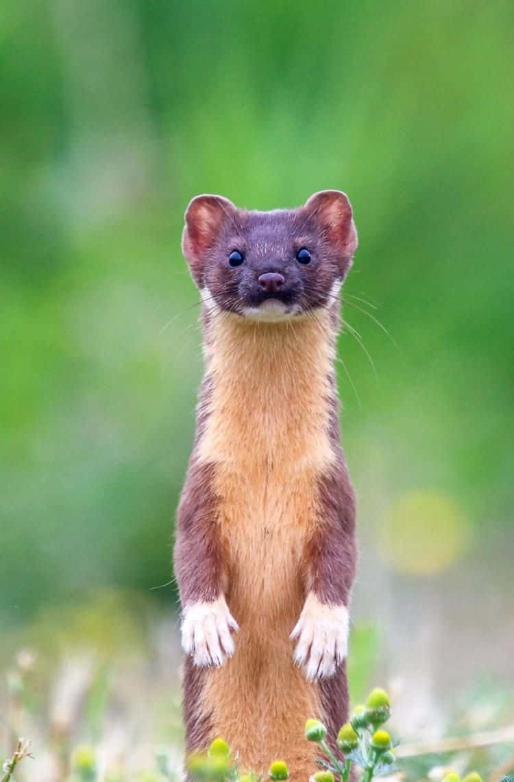 Alert Ermine Standing Tall Wallpaper