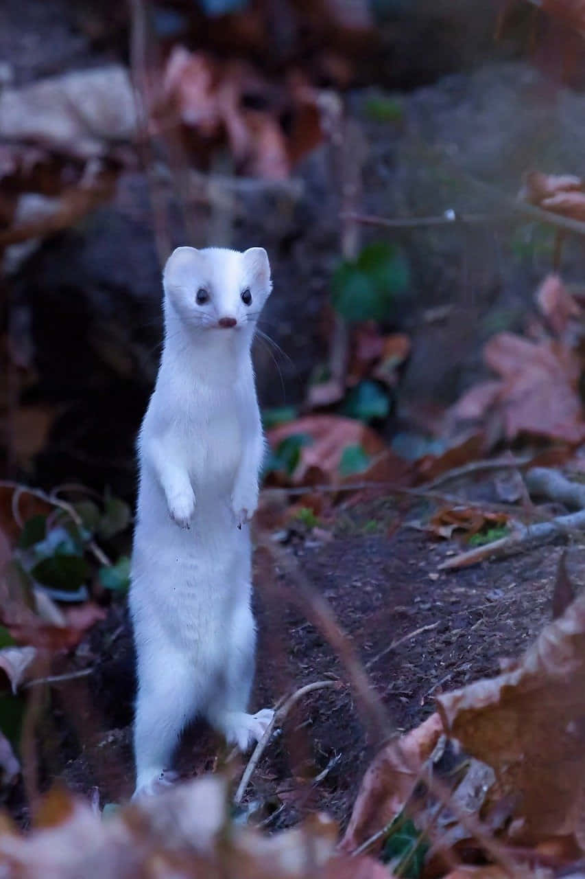 Alert Ermine Standingin Forest Foliage.jpg Wallpaper