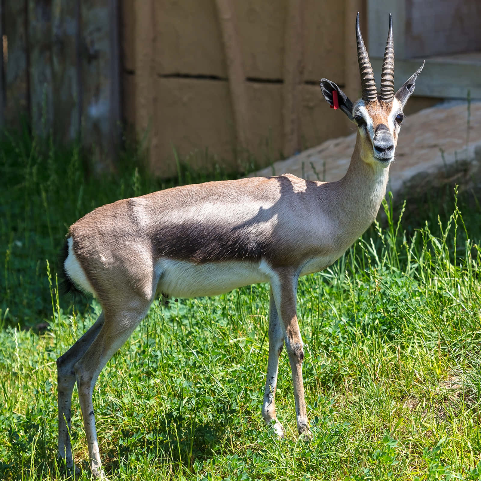 Alert Gazelle Standingin Grassland.jpg Wallpaper