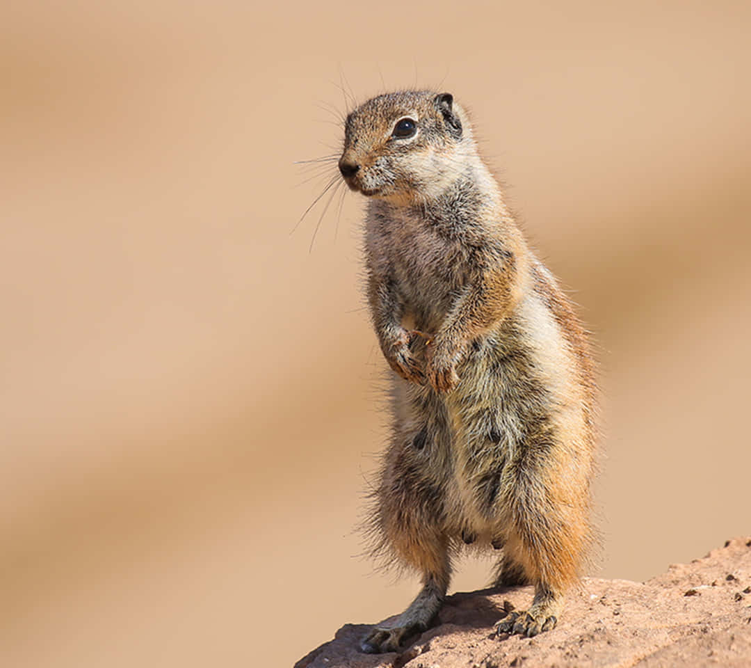 Alert Gopher Standing On Rock Wallpaper