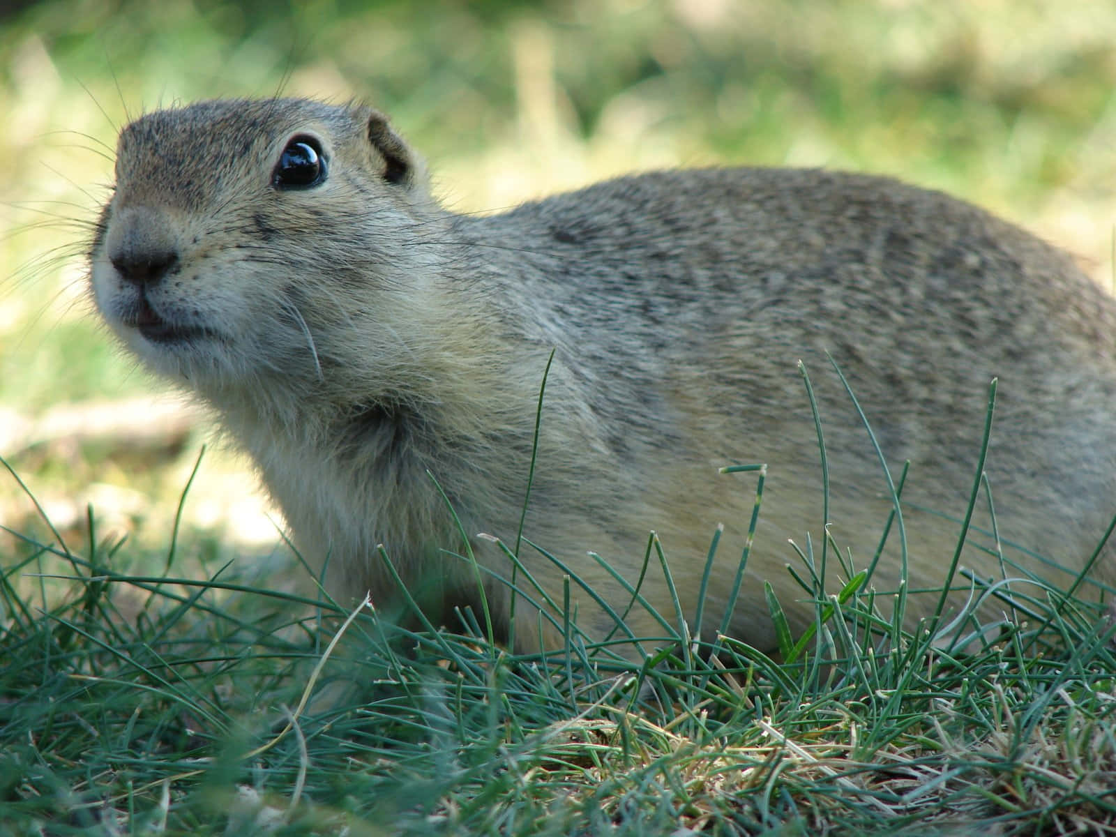 Alert Gopherin Grass.jpg Wallpaper