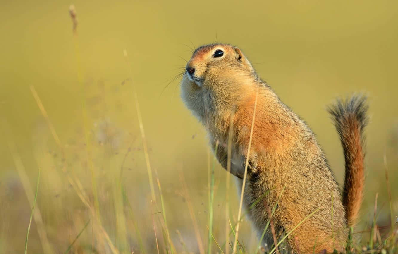 Alert Gopherin Grassland.jpg Wallpaper