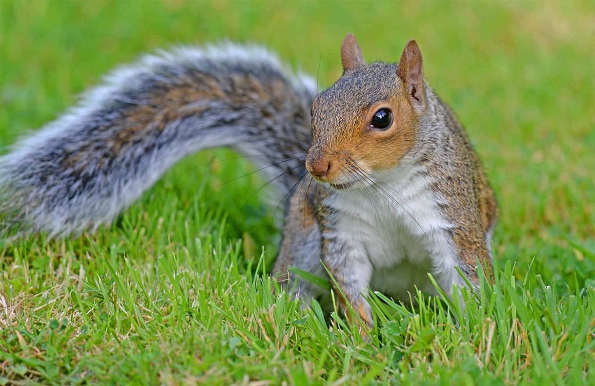 Alert Grey Squirrelon Grass.jpg Wallpaper