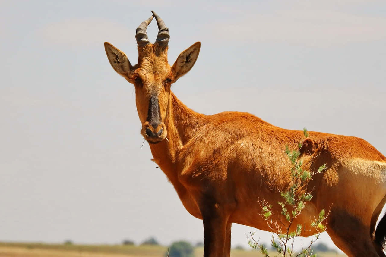 Alert Hartebeest Standingin Field.jpg Wallpaper