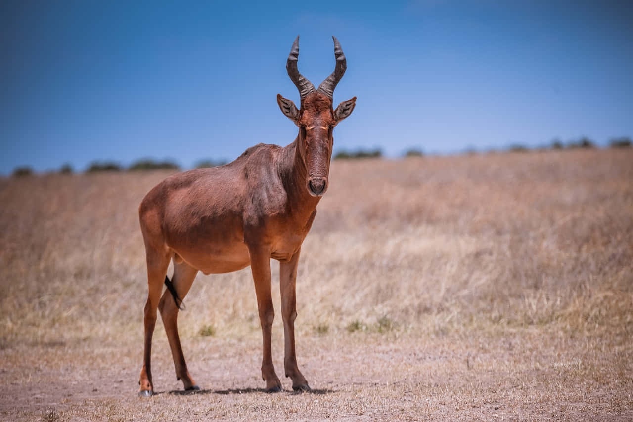 Alert Hartebeest Standingin Savannah Wallpaper