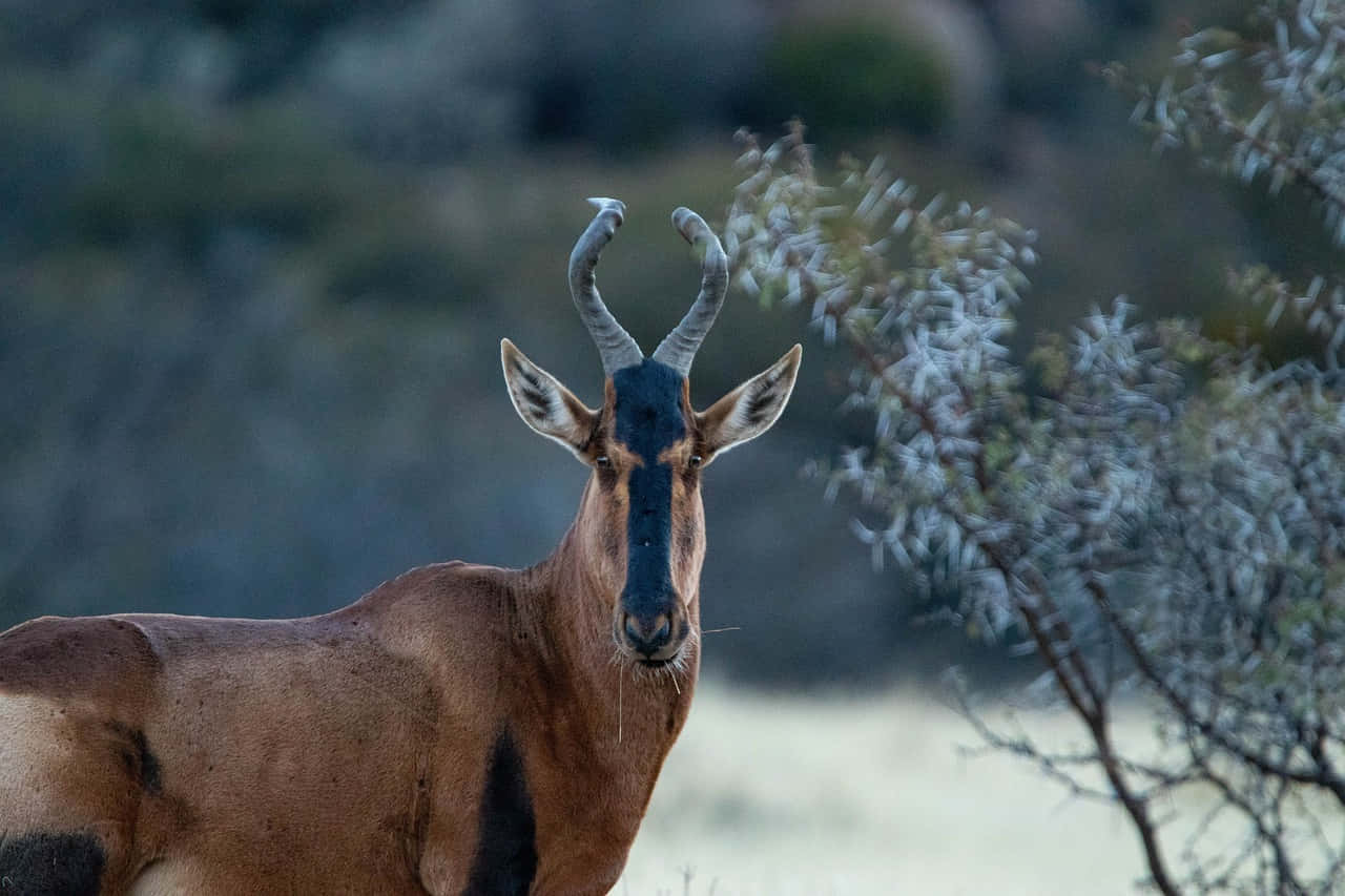 Alert Hartebeestin Wilderness.jpg Wallpaper