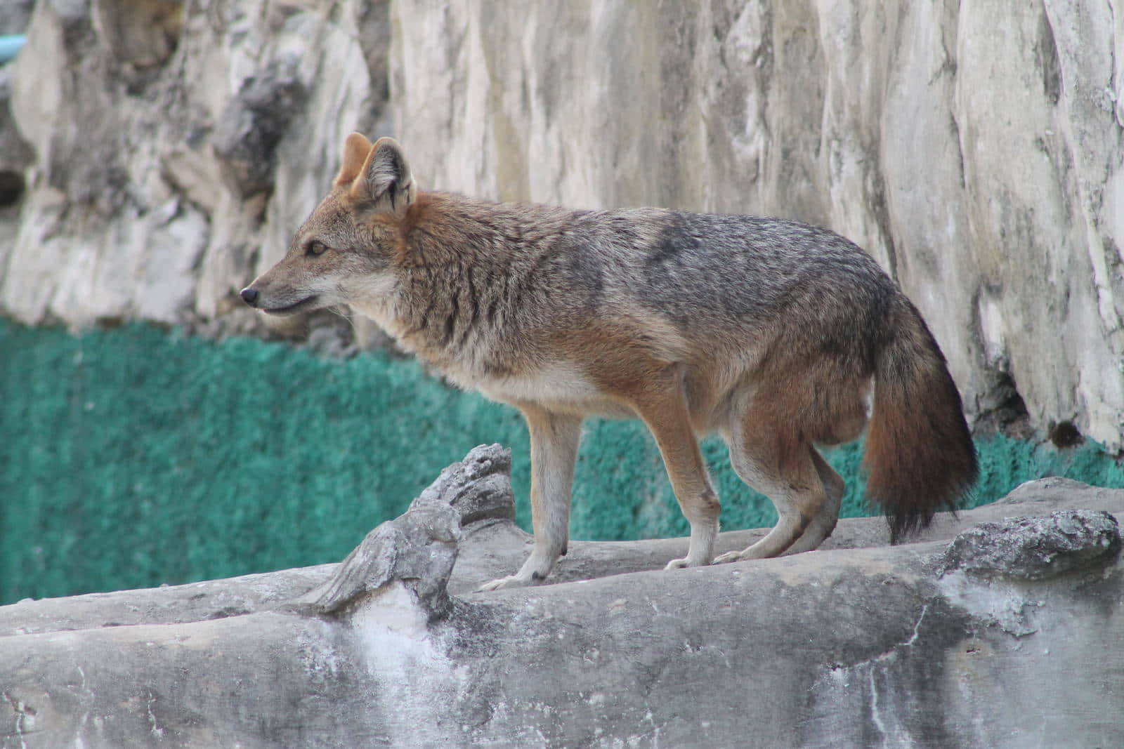 Alert Jackal On Rocky Ledge Wallpaper