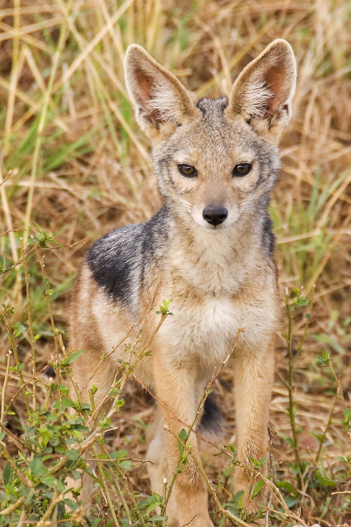 Alert Jackalin Grassland.jpg Wallpaper