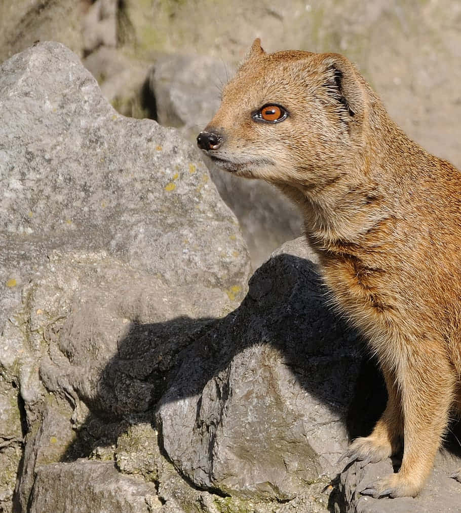 Alert Mongoose On Rocks Wallpaper