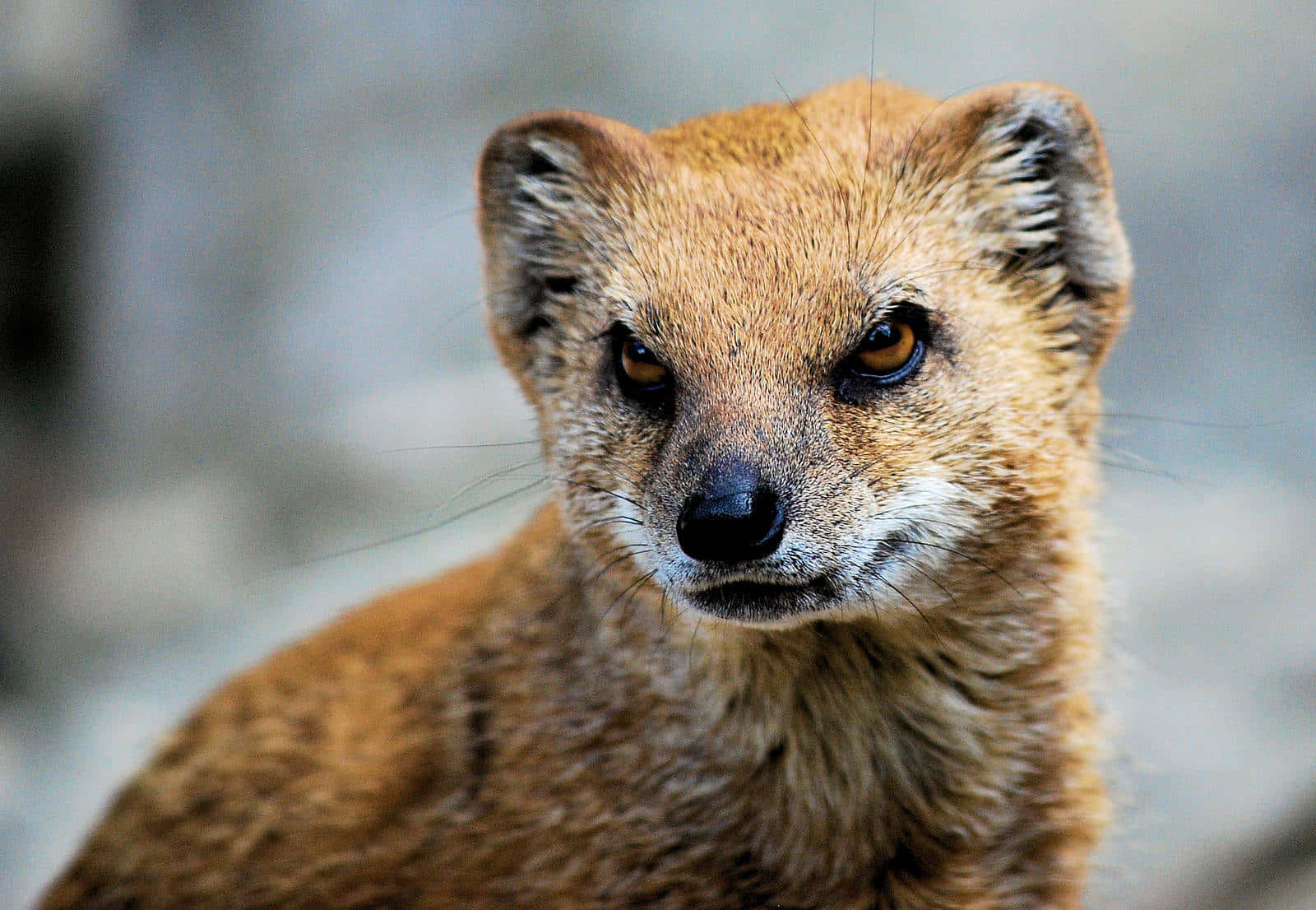 Alert Mongoose Portrait Wallpaper