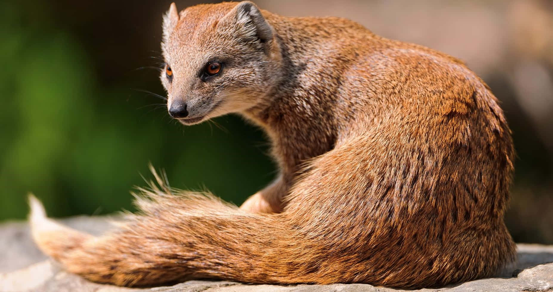 Alert Mongoose Resting Wallpaper