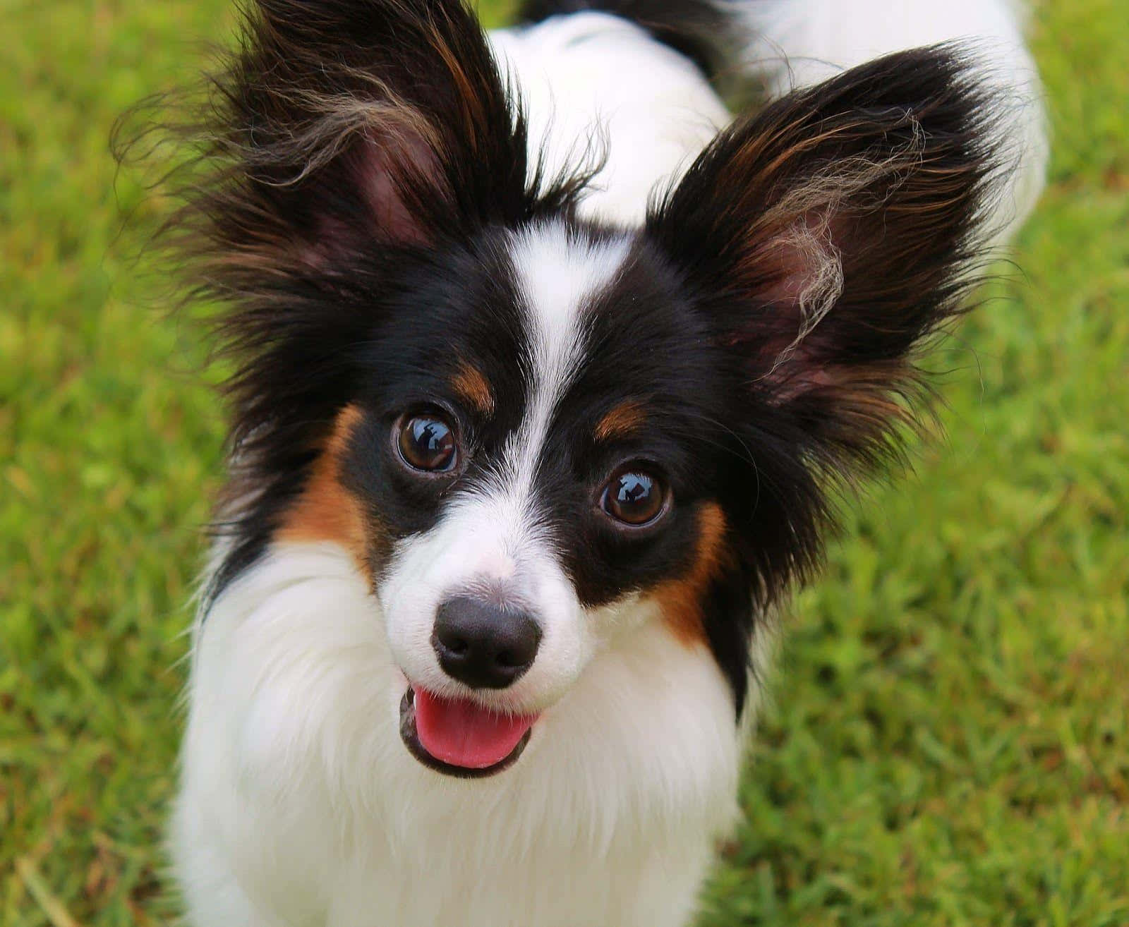 Alert Papillon Dogin Grass.jpg Wallpaper