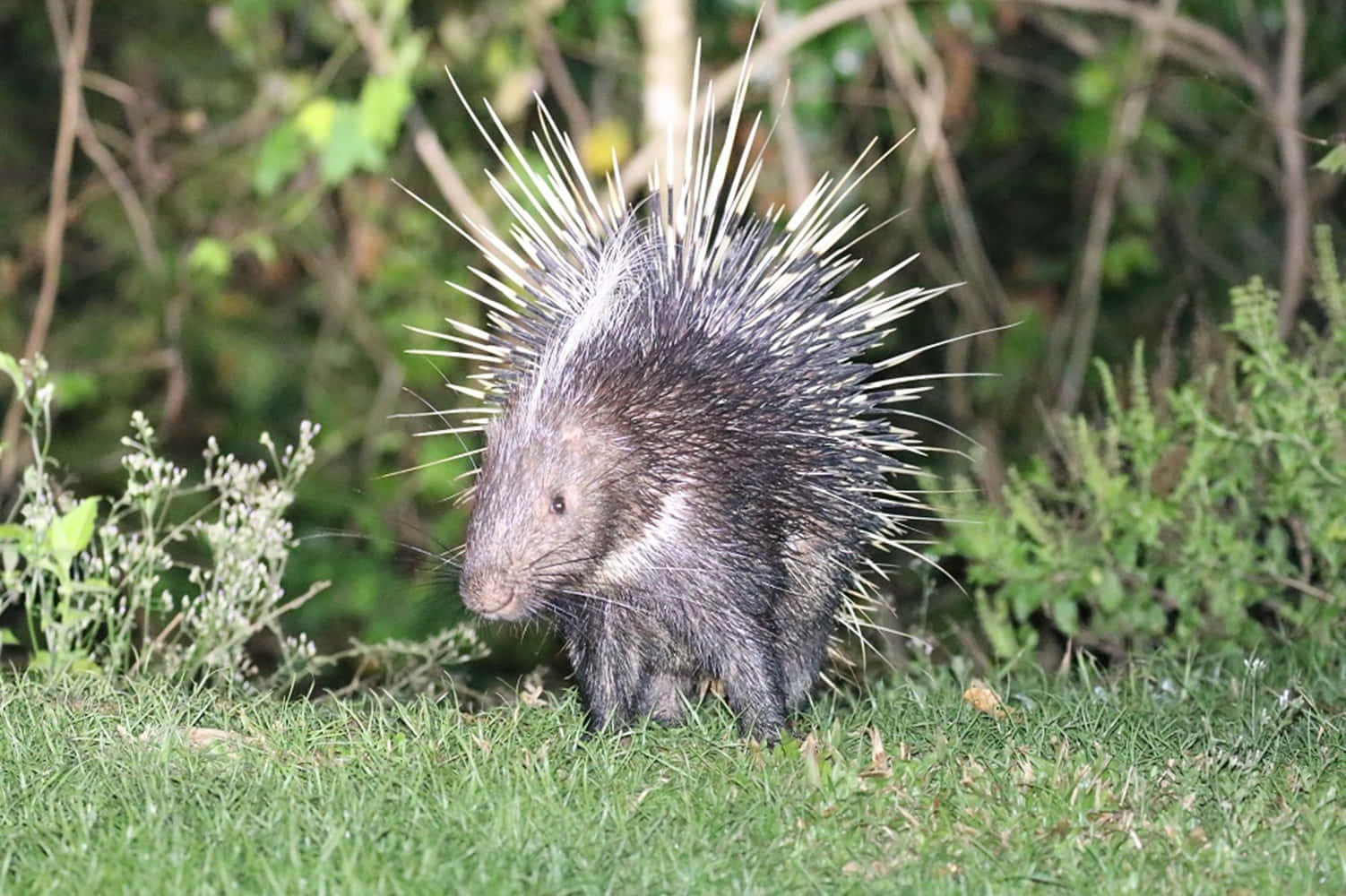 Alert Porcupinein Natural Habitat Wallpaper