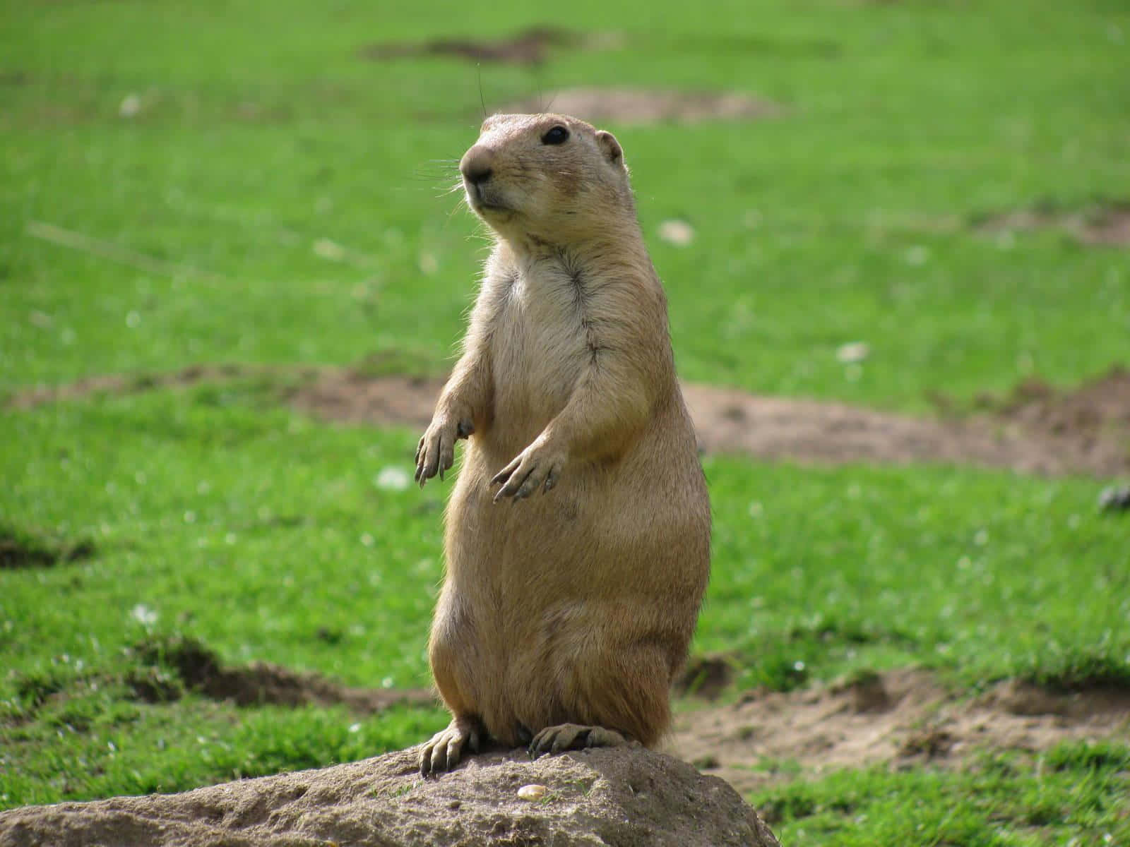 Alert Prairie Dog Standing Wallpaper