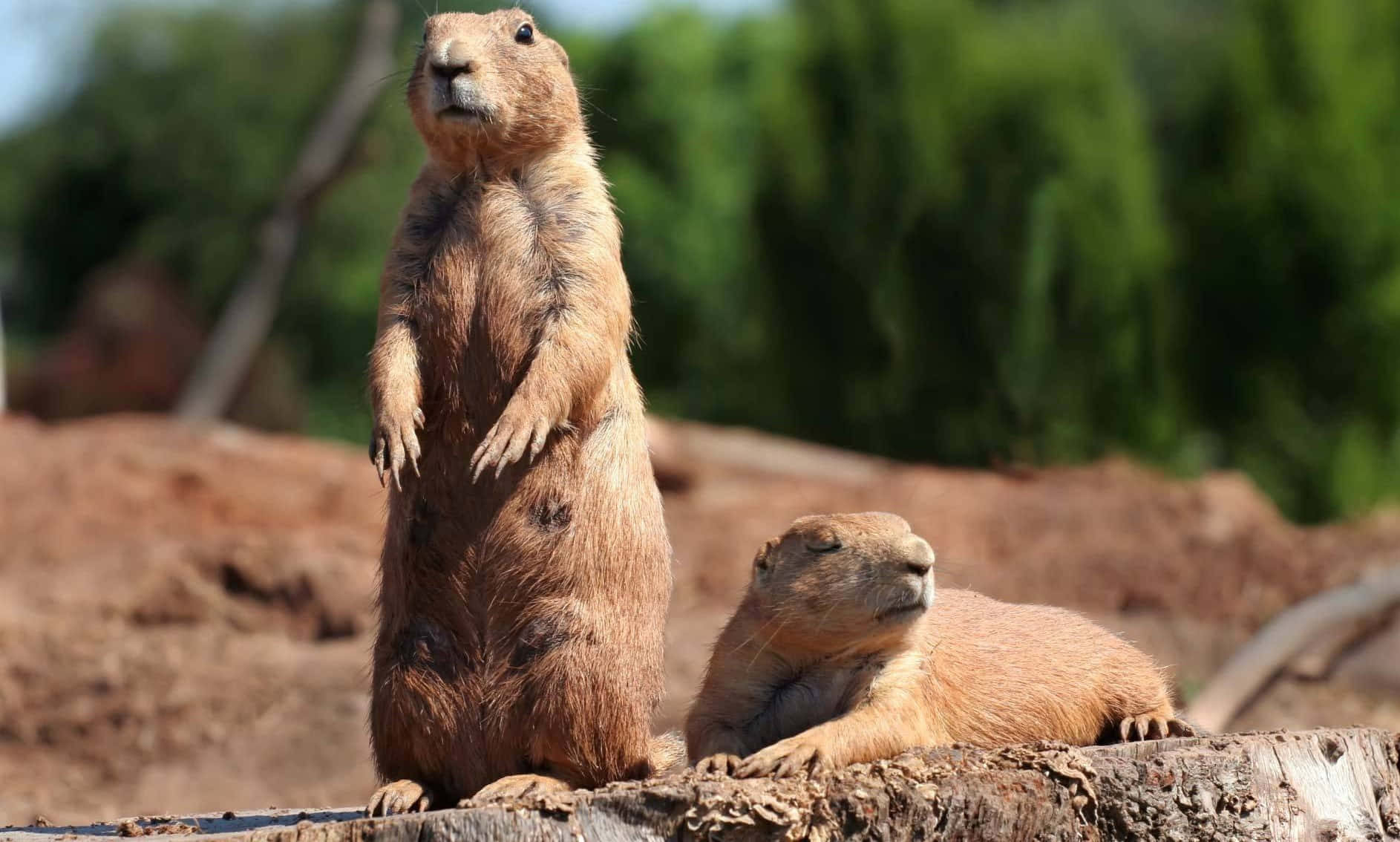 Alert Prairie Dog Standing Watch Wallpaper