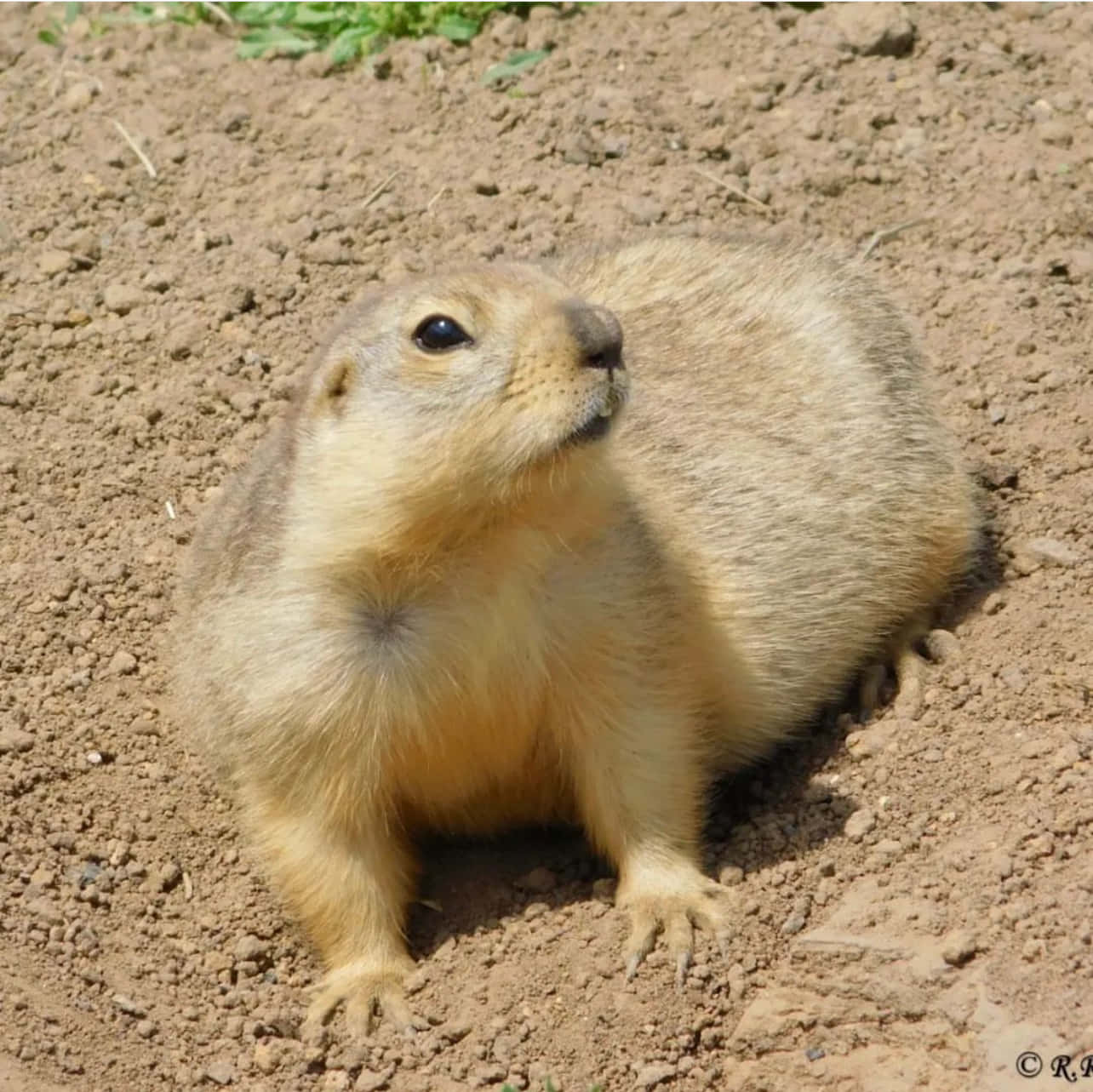 Alert Prairie Dogin Dirt Wallpaper