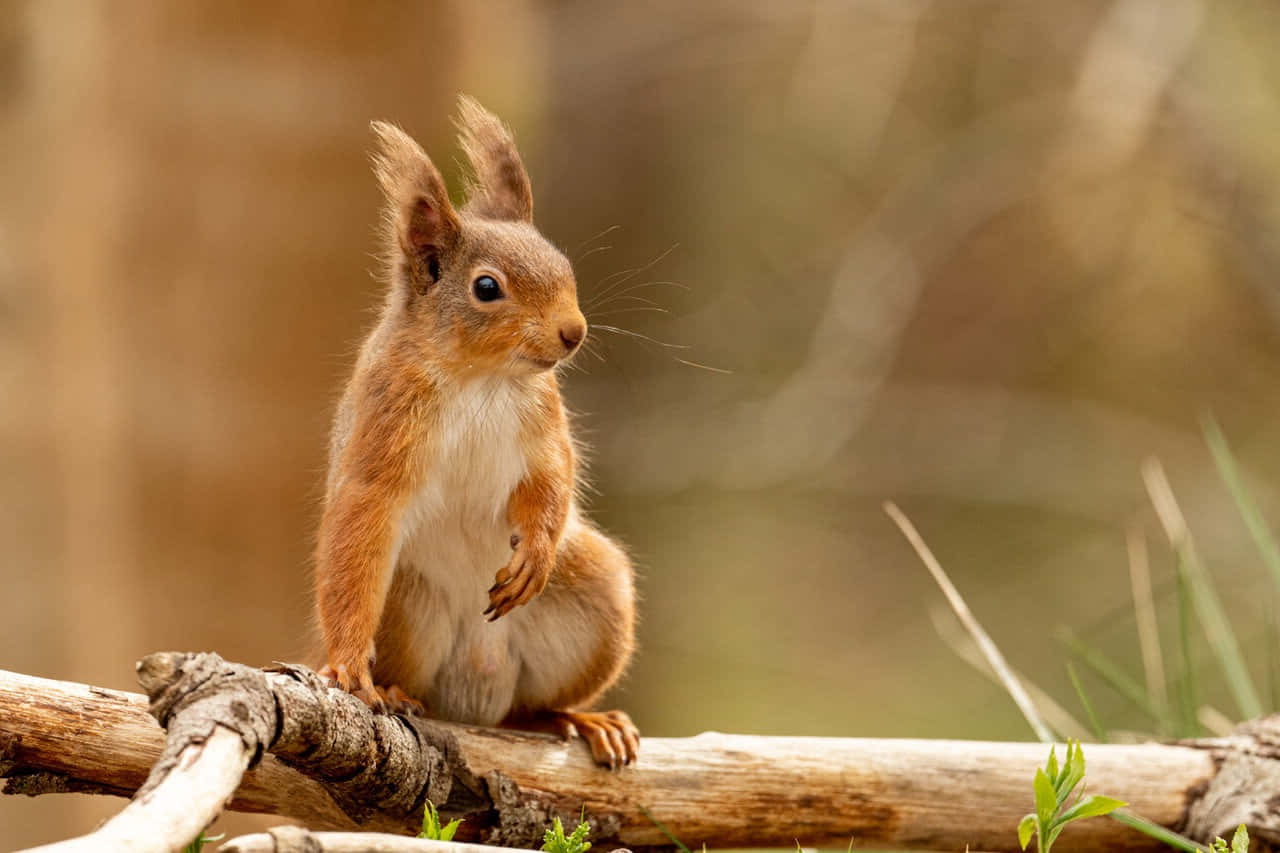 Alert Red Squirrel On Branch.jpg Wallpaper