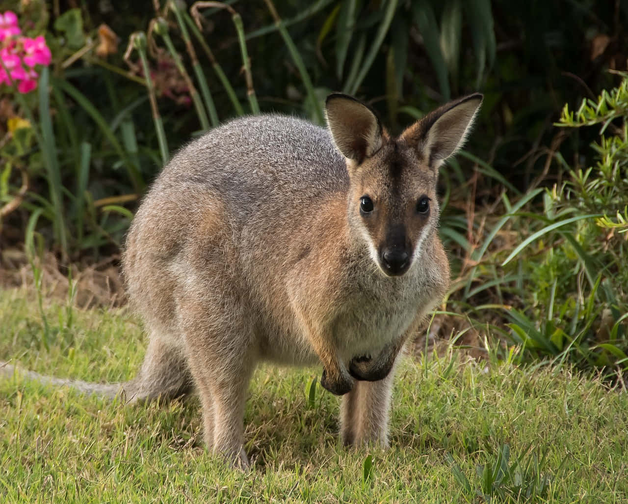 Alert Wallabyin Grassland.jpg Wallpaper