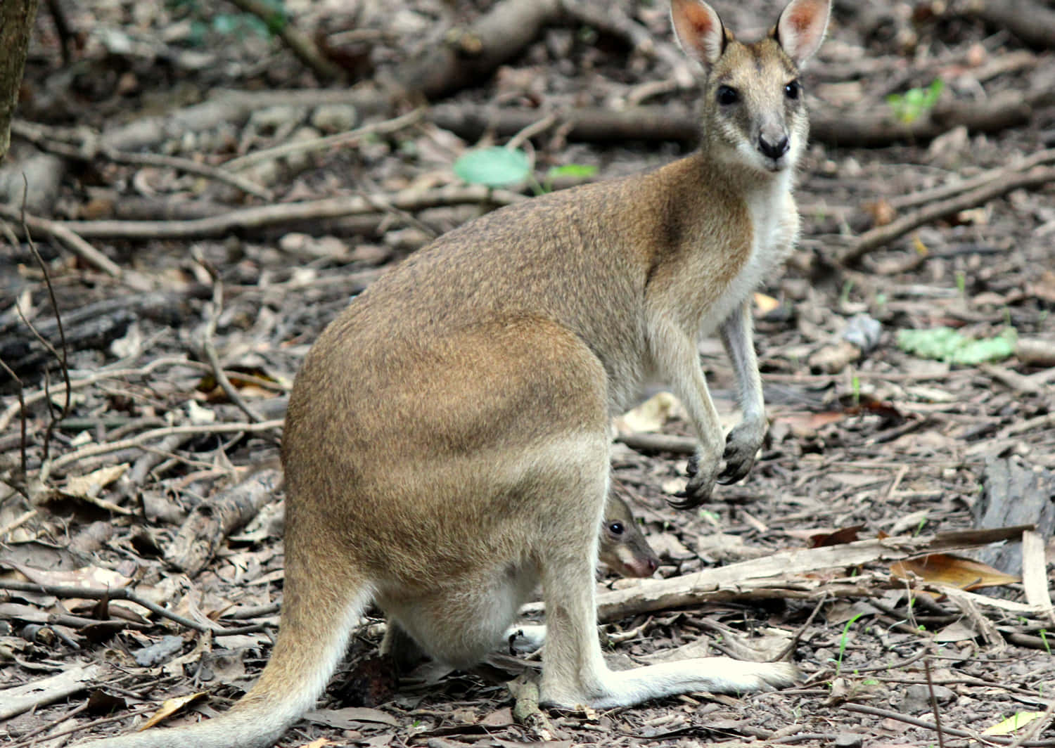 Alert Wallabyin Natural Habitat.jpg Wallpaper