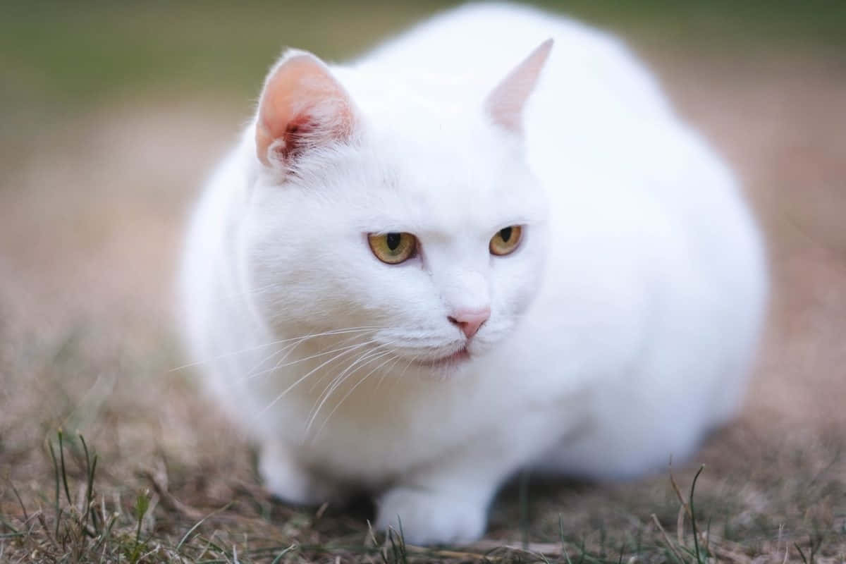 Alert White Cat Yellow Eyes.jpg Wallpaper