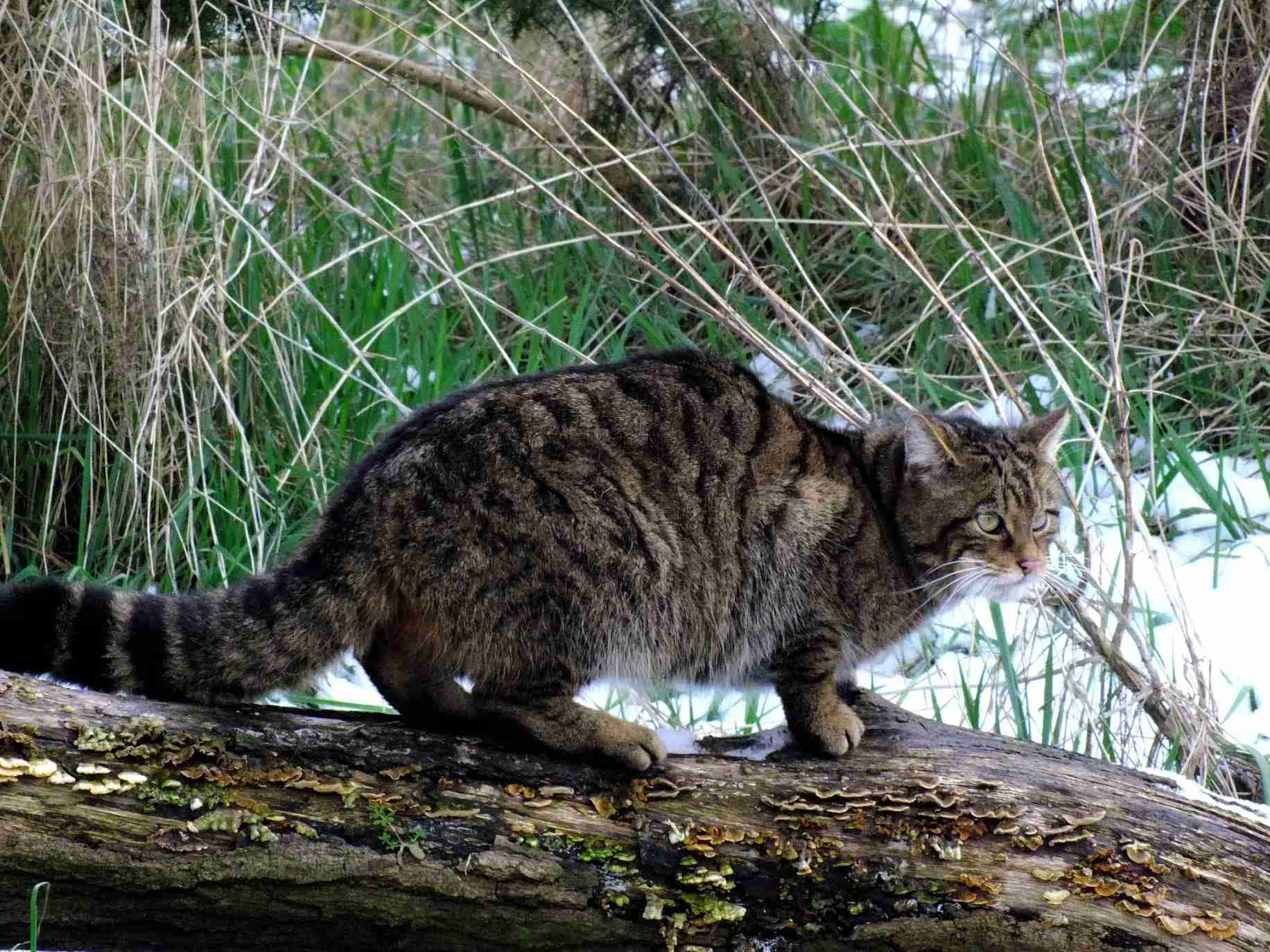 Alert Wildcat On Log Wallpaper