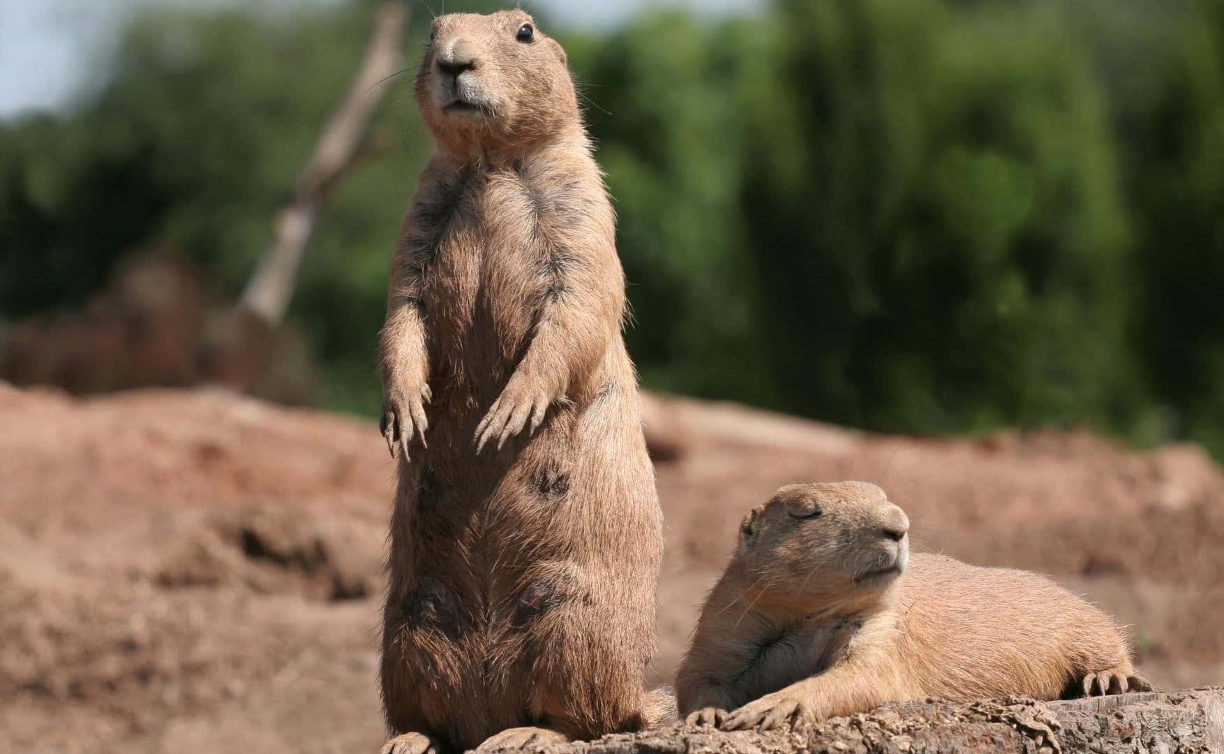 Alertand Resting Woodchucks.jpg Wallpaper