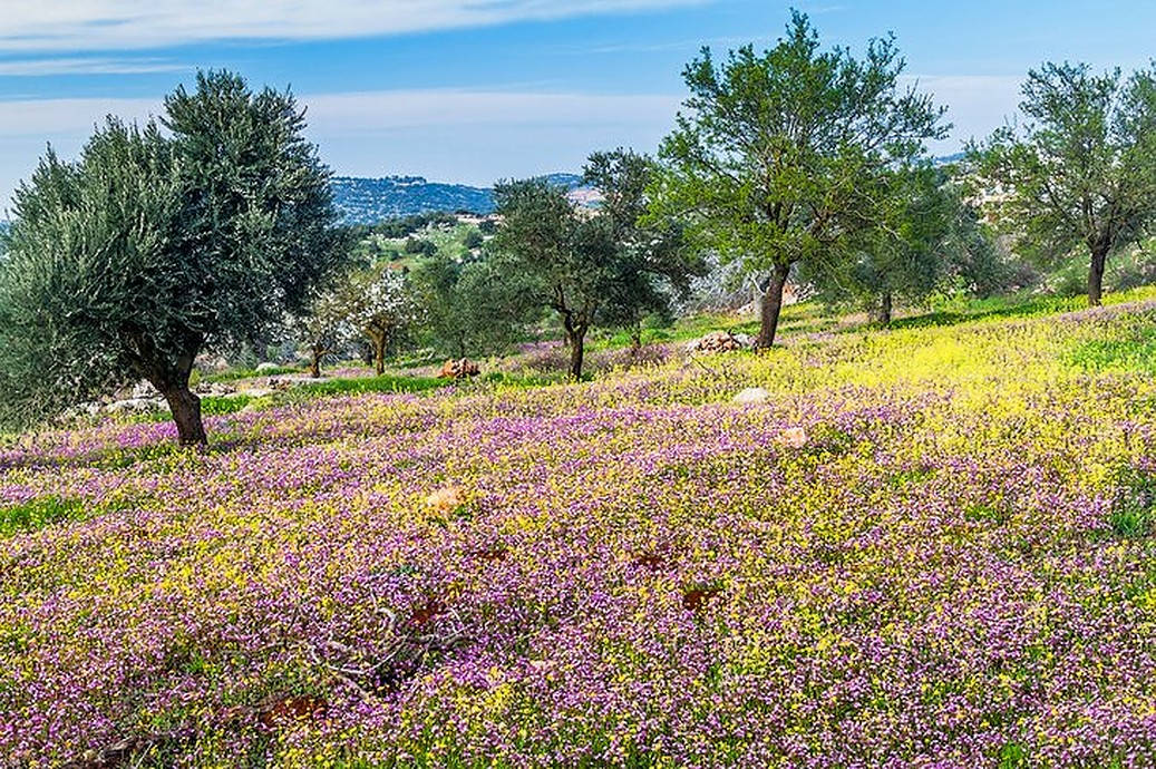 Aljoun Wildflower In Jordan Wallpaper