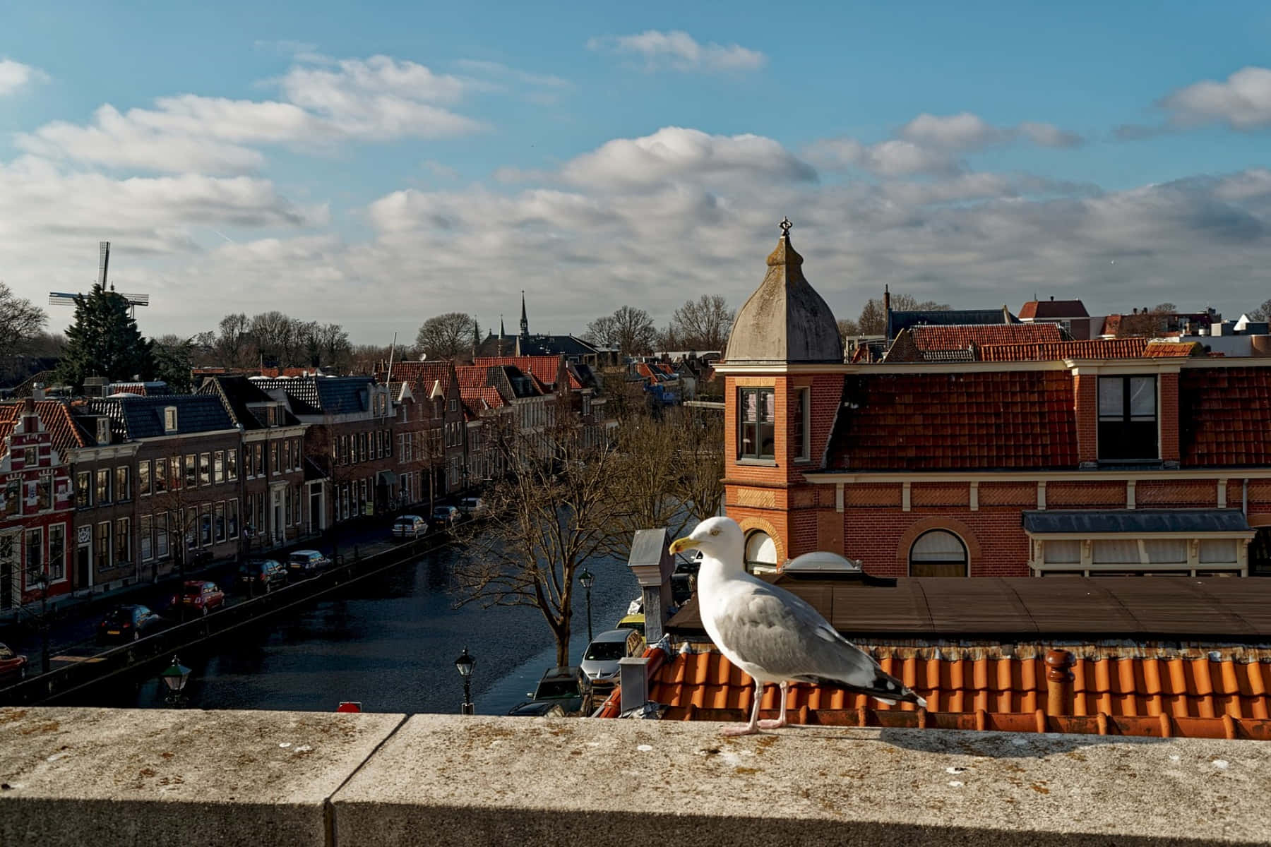 Alkmaar Canal Viewwith Seagull Wallpaper