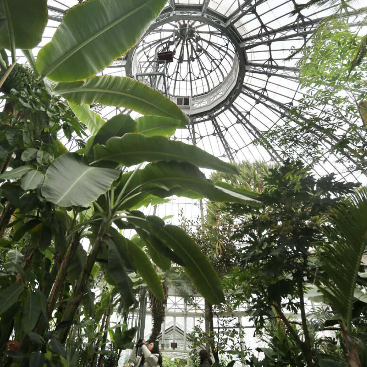 Allan Gardens Conservatory Dome View Wallpaper