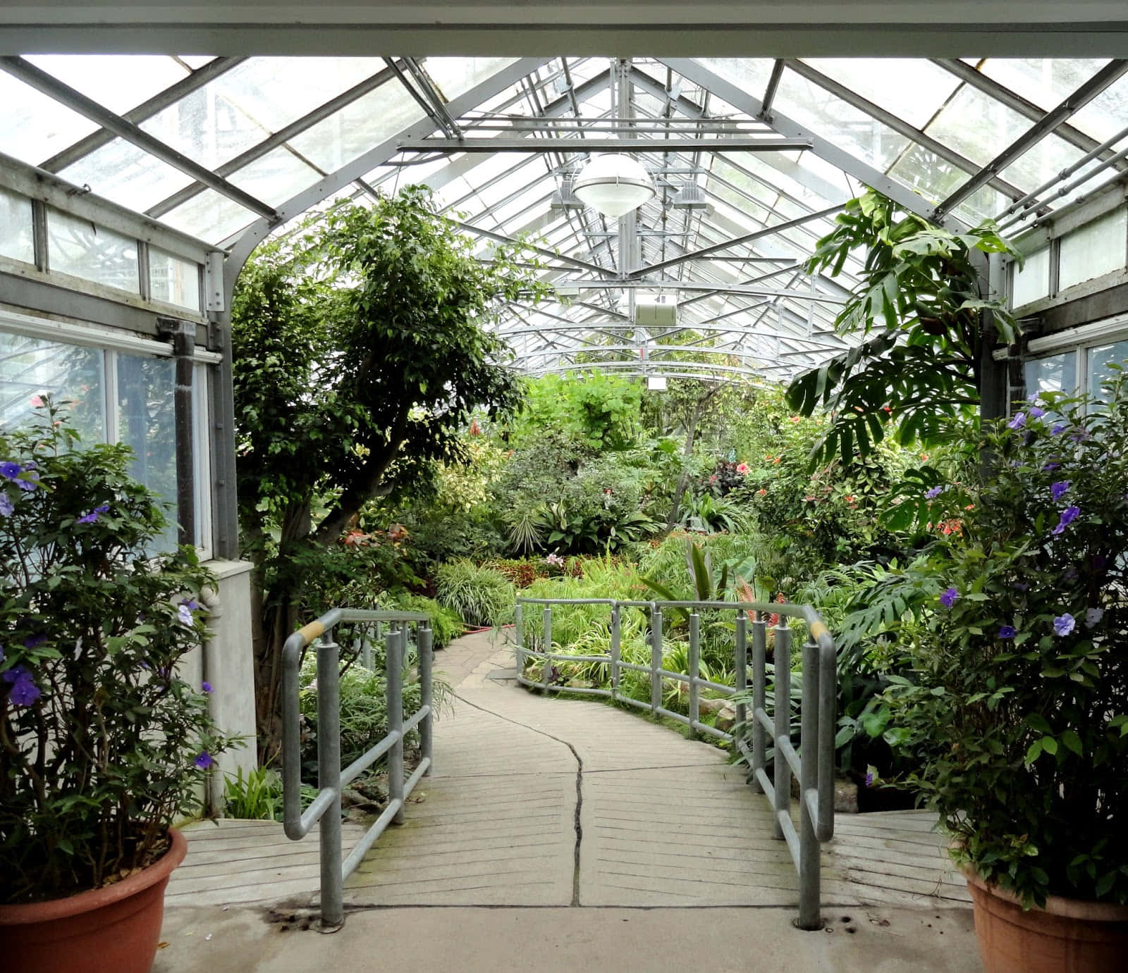 Allan Gardens Conservatory Interior Walkway Wallpaper