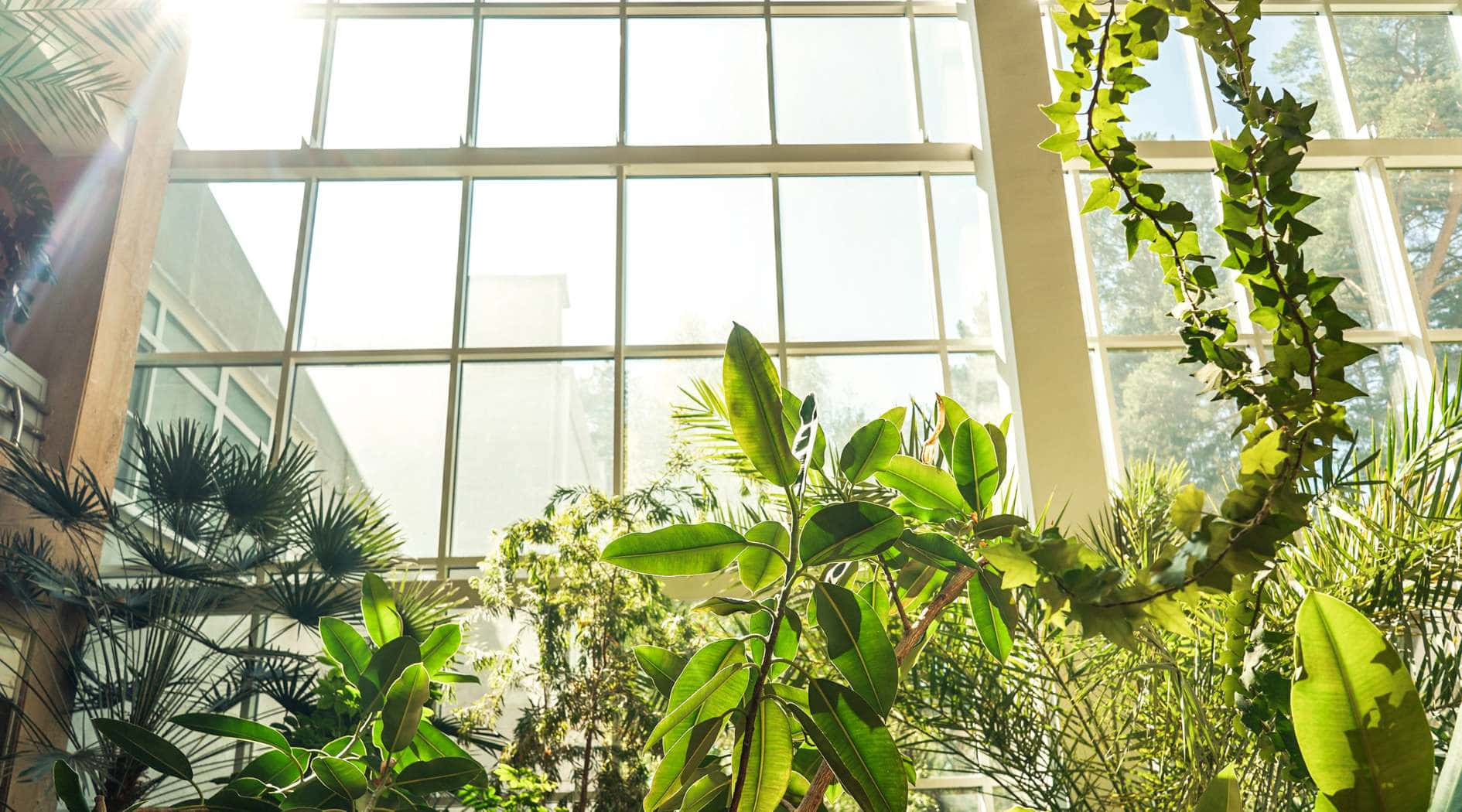 Allan Gardens Conservatory Sunlit Greenhouse Wallpaper