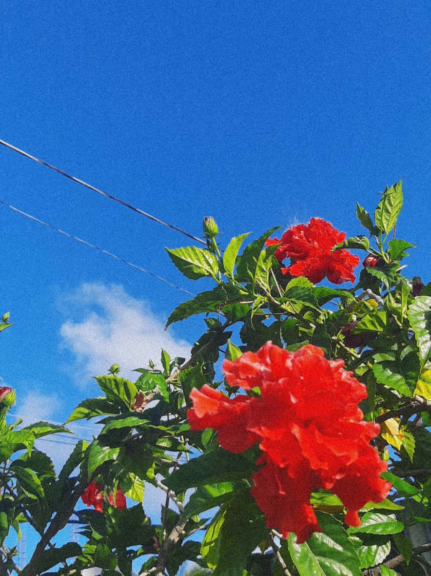 Alluring Red Flower In Its Natural Setting Wallpaper