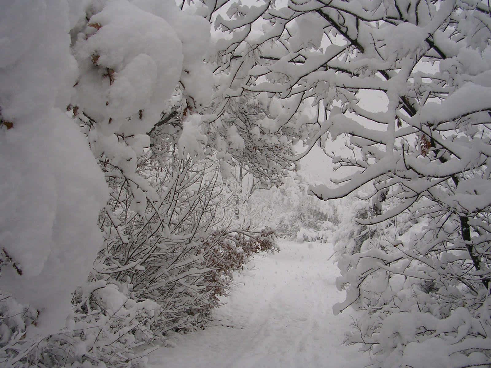 Amazing Image Of The Trees Covered By Thick Snow Wallpaper