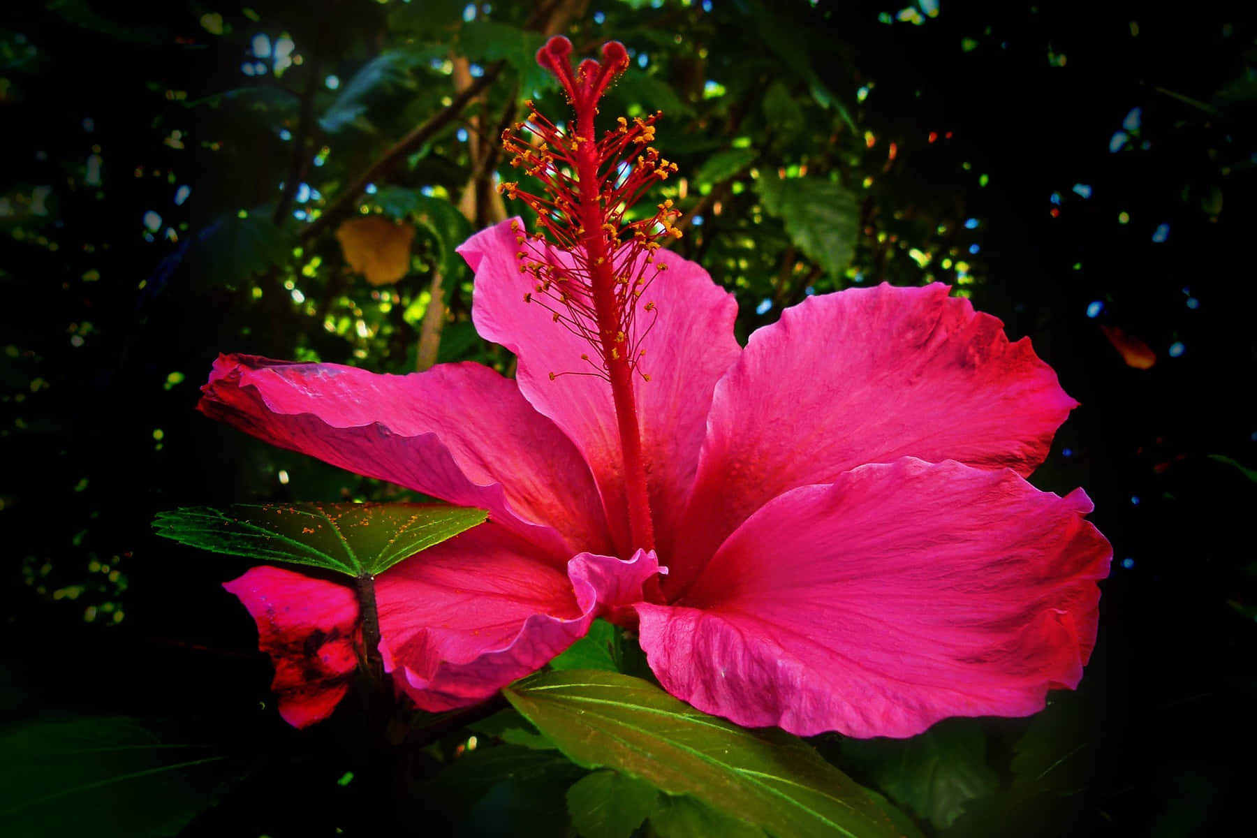 Amazing Pink Hibiscus Flower Wallpaper