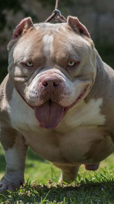 American Bully Dog Breeds Wallpaper