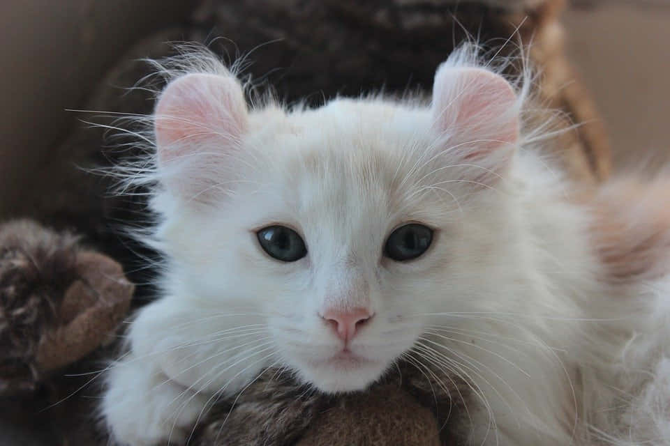 American Curl Cat Lounging On Couch Wallpaper