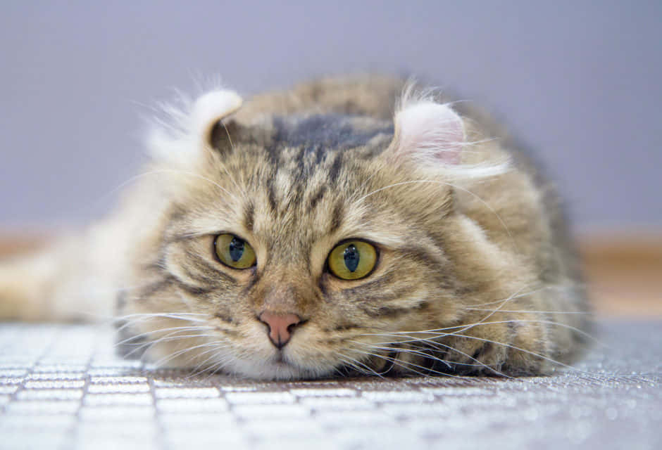 American Curl Cat Posing For A Portrait Wallpaper