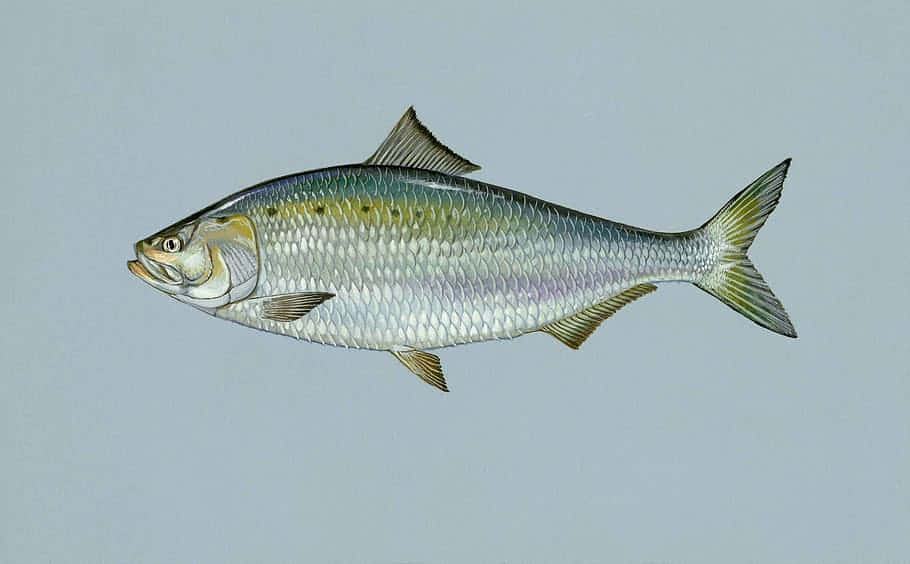 American Shad Illustration Wallpaper