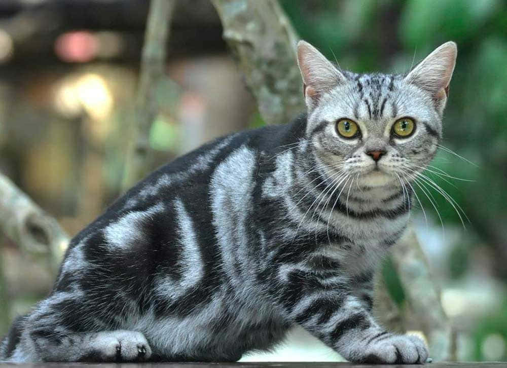 American Shorthair Cat Lounging At Home Wallpaper