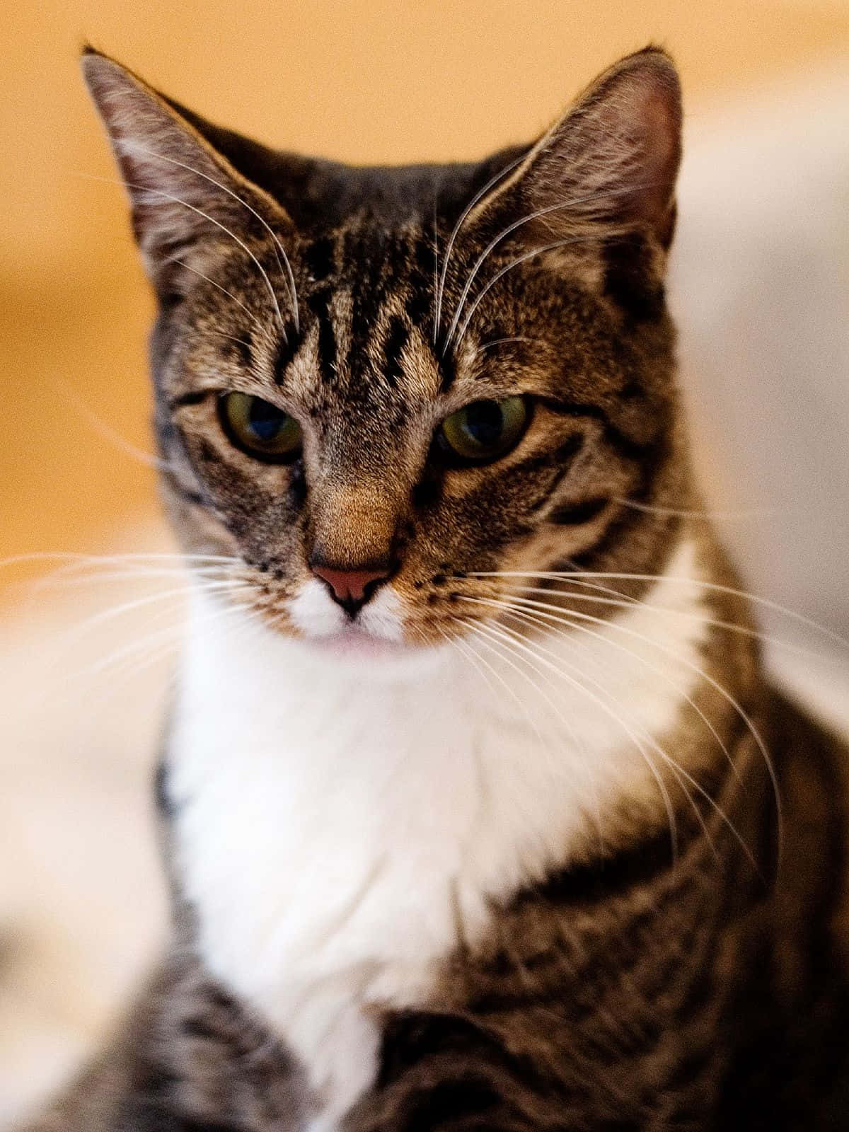 American Shorthair Cat Sitting On The Floor Wallpaper