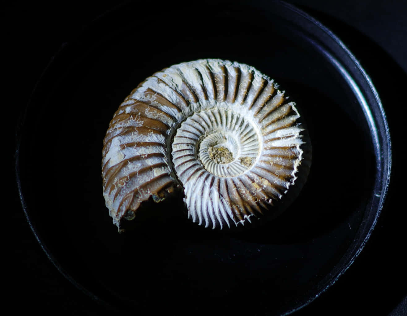 Ammonite Fossil Black Background Wallpaper