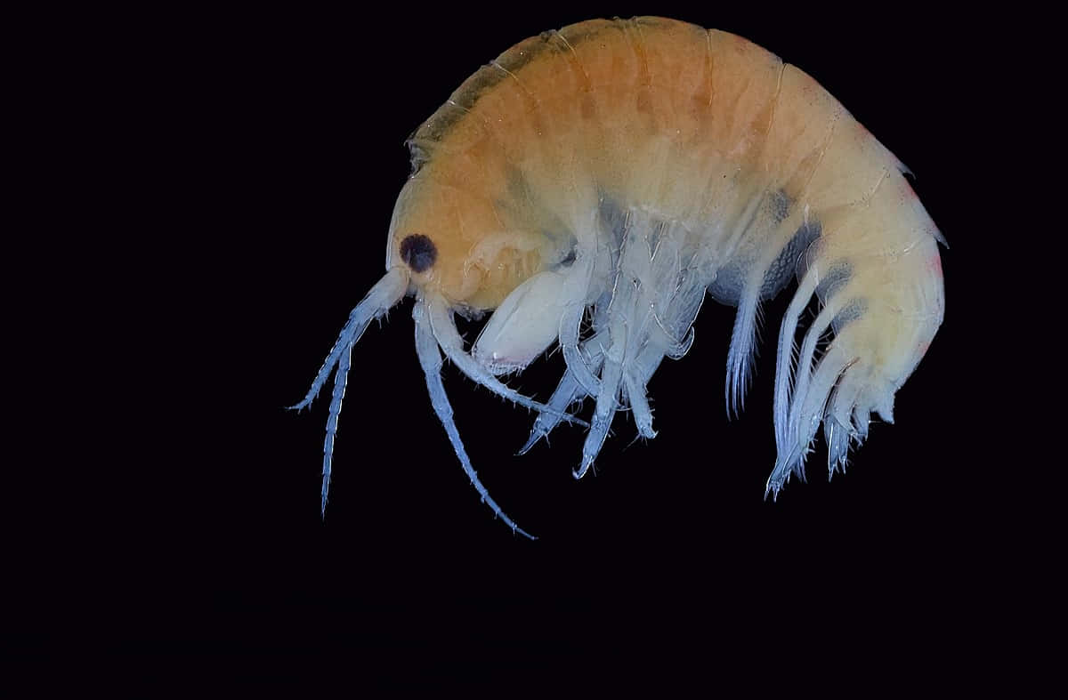 Amphipod Specimen Against Black Background Wallpaper