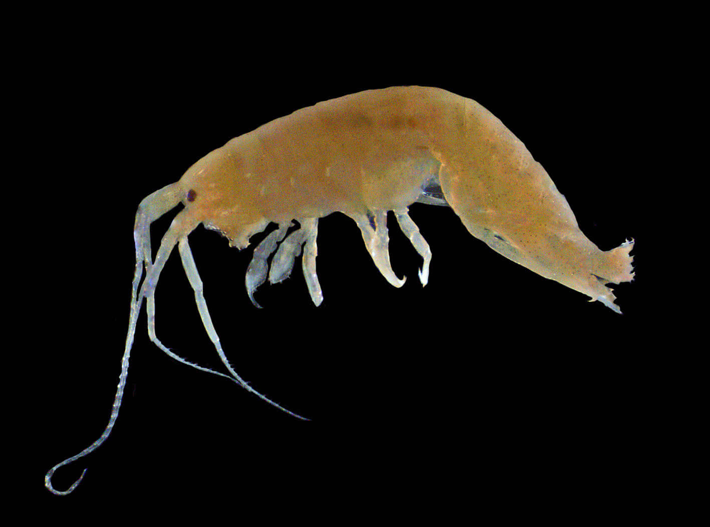 Amphipod Specimen Against Black Background Wallpaper