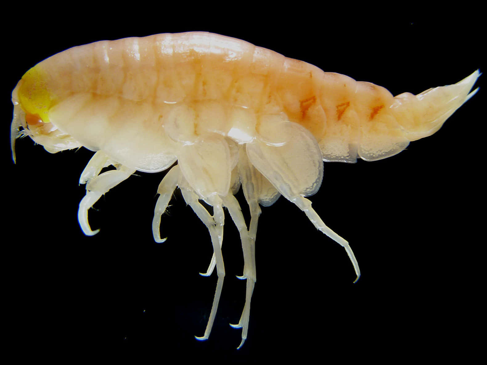 Amphipod Specimen Against Black Background Wallpaper