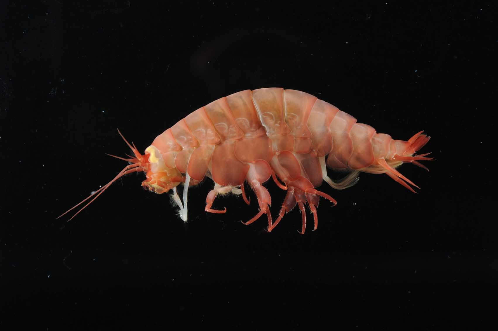 Amphipod Specimen Against Black Background Wallpaper