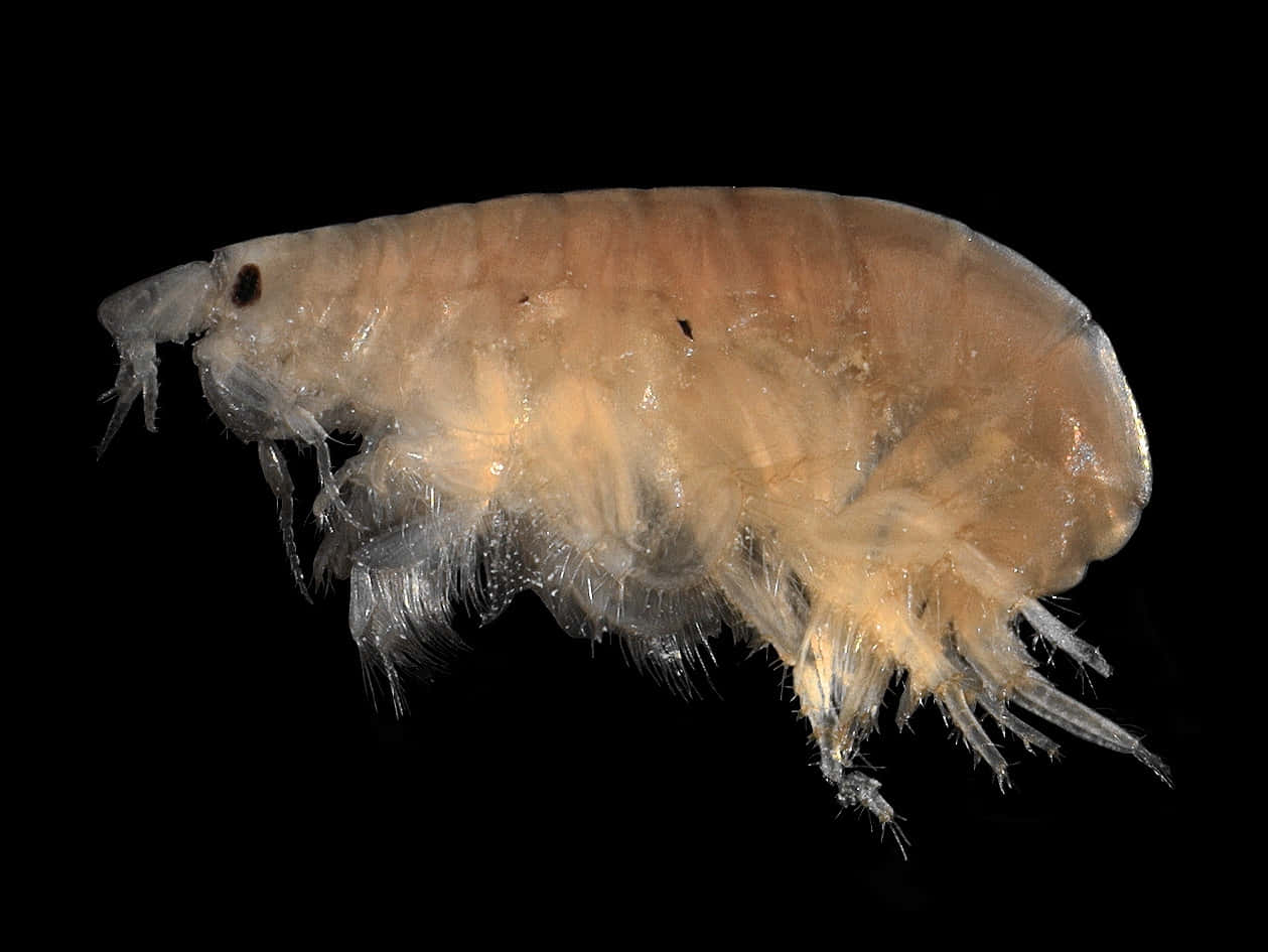 Amphipod Specimen Black Background Wallpaper