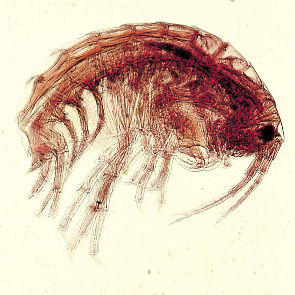 Amphipod Specimen Microscopic View Wallpaper