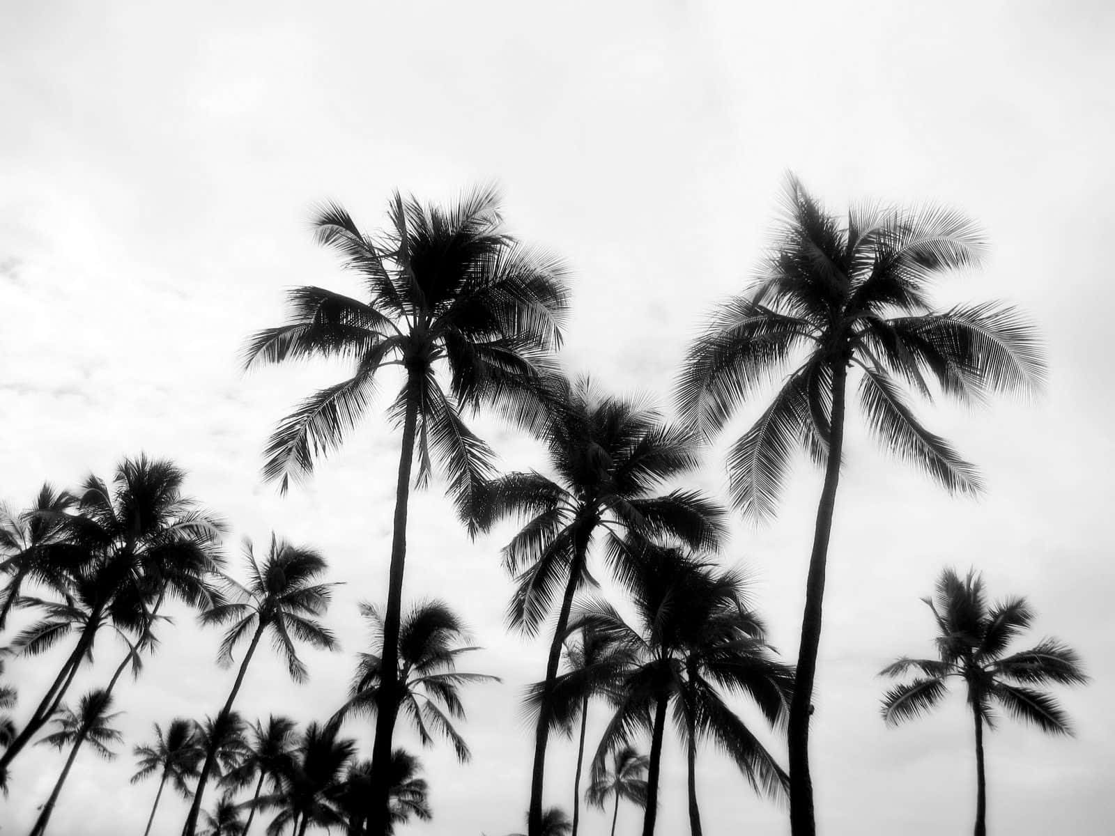 An Abstract Black And White Photograph Of A Beautiful Palm Tree. Wallpaper