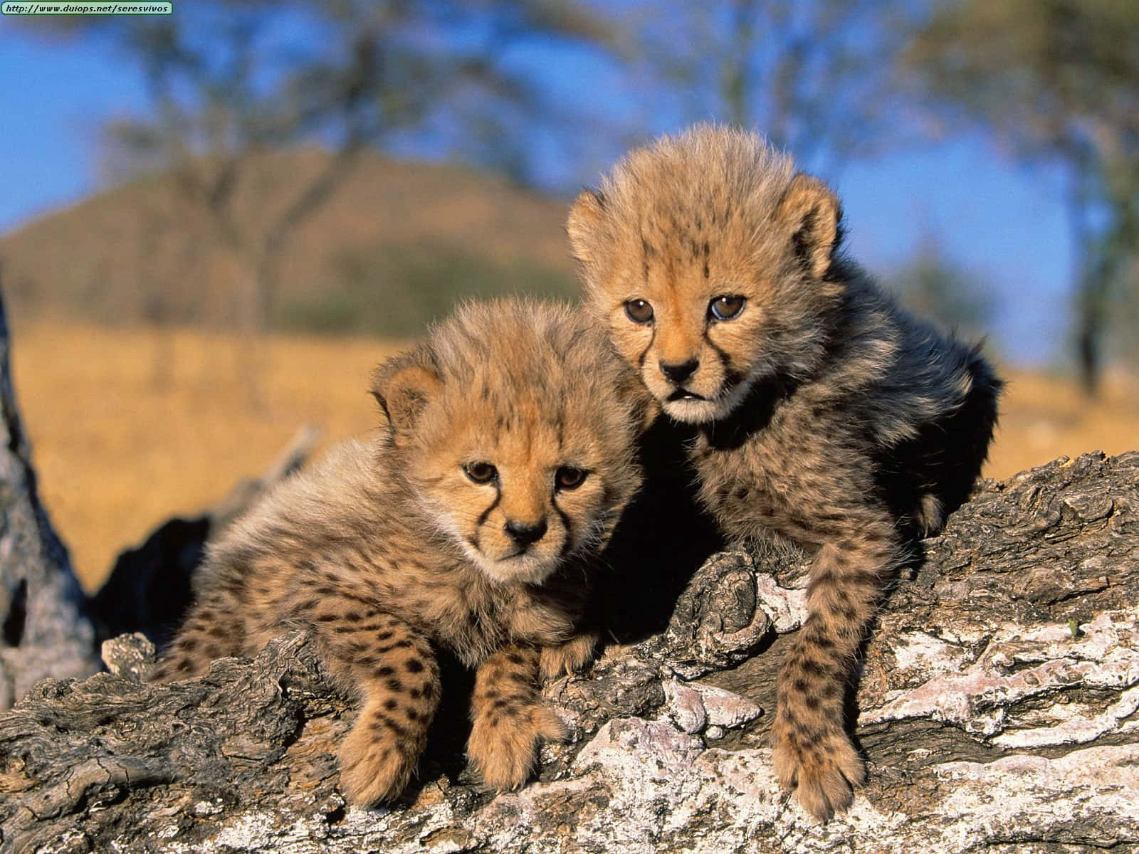 An Adorable Baby Cheetah Peers Into The Camera Wallpaper